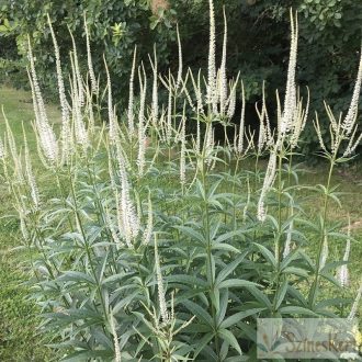   Veronicastrum virginicum 'Album' - virginiai veronika