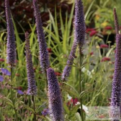   Veronicastrum virginicum 'Red Arrows' - virginiai veronika