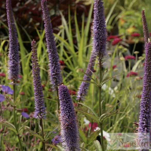 Veronicastrum virginicum 'Red Arrows' - virginiai veronika