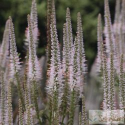   Veronicastrum virginicum 'Pink Glow' - virginiai veronika