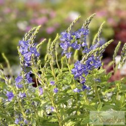 Veronica teucrium 'Azurit' - gamandor veronika