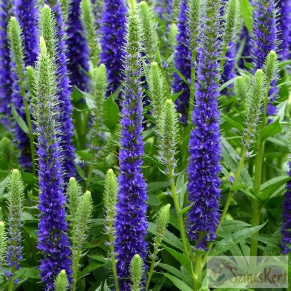 Veronica spicata 'Ulster Dwarf Blue' - veronika