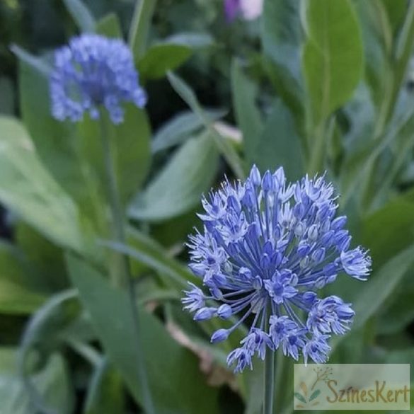 Allium caeruleum - azúrkék díszhagyma