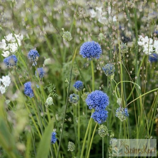 Allium caeruleum - azúrkék díszhagyma