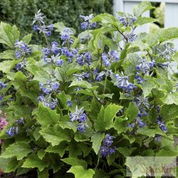 Clematis heracleifolia 'New Love' - bokros iszalag