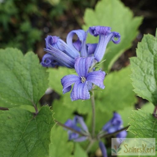 Clematis heracleifolia 'New Love' - bokros iszalag