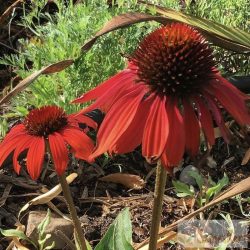   Echinacea purpurea ‘Cheyenne Spirit’ – piros kasvirág 