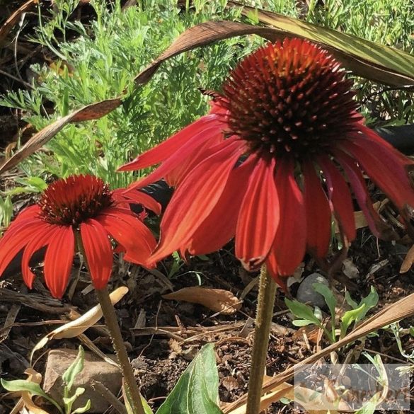 Echinacea purpurea ‘Cheyenne Spirit’ – piros kasvirág 