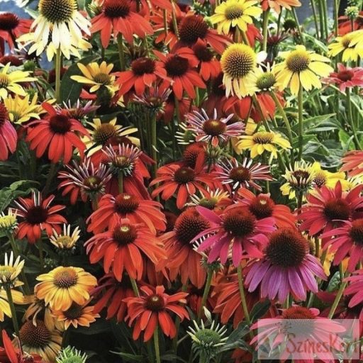 Echinacea purpurea ‘Cheyenne Spirit’ – napsárga kasvirág 