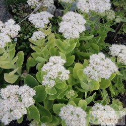 Sedum spectabile 'Stardust' - pompás varjúháj