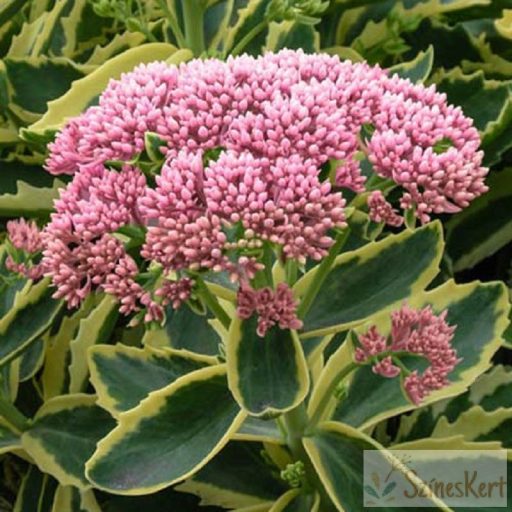 Sedum telephium ‘Elsie’s Gold’ - tarka levelű kárpáti varjúháj