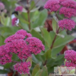   Sedum telephium 'Thunderhead' - kárpáti varjúháj