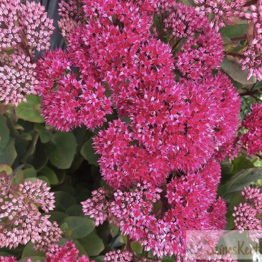Sedum telephium 'Thunderhead' - kárpáti varjúháj