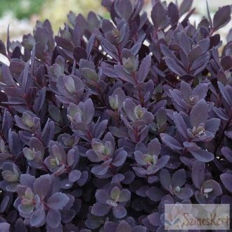 Sedum ‘SunSparkler Plum Dazzled’ –  varjúháj 9x9
