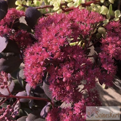 Sedum ‘SunSparkler Plum Dazzled’ –  varjúháj 9x9