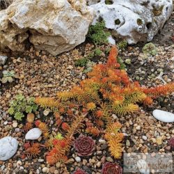 Sedum 'Winter Lemon' - varjúháj