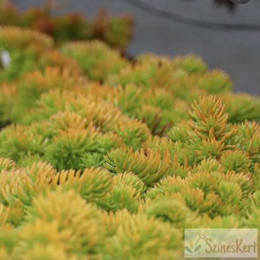 Sedum 'Winter Lemon' - varjúháj