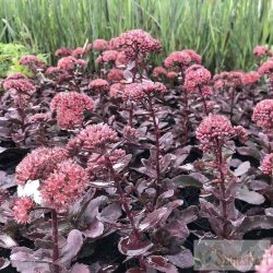 Sedum ‘Purple Emperor’ –  varjúháj