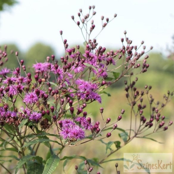 Vernonia noveboracensis - óriás vernónia