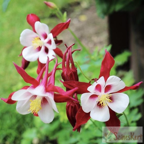 Aquilegia 'Red Hobbit' - harangláb