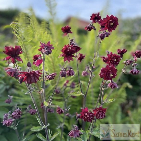 Aquilegia 'Ruby Port' - harangláb