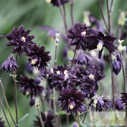 Aquilegia 'Black Barlow' - harangláb