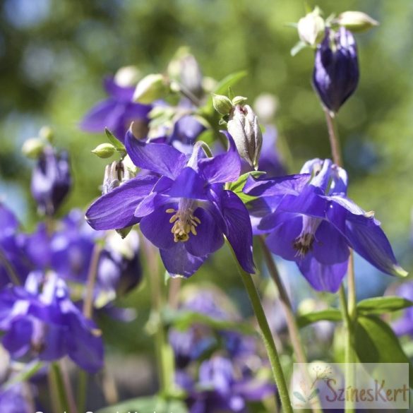 Aquilegia alpina 'Navy Blue' - havasi harangláb