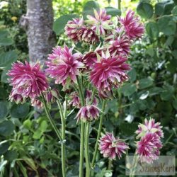 Aquilegia 'Nora Barlow' - harangláb