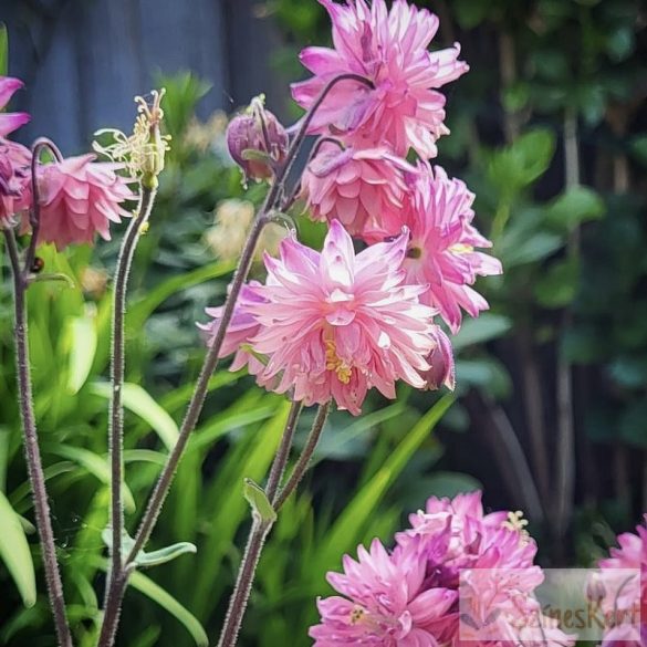 Aquilegia 'Rose Barlow' - harangláb