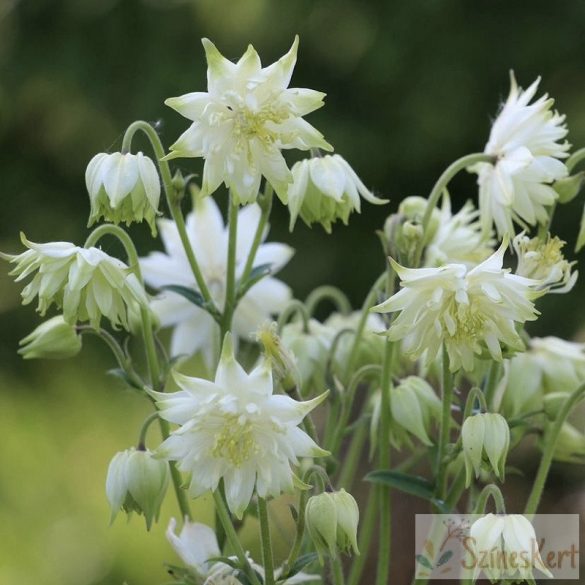 Aquilegia 'Green Apples' - harangláb