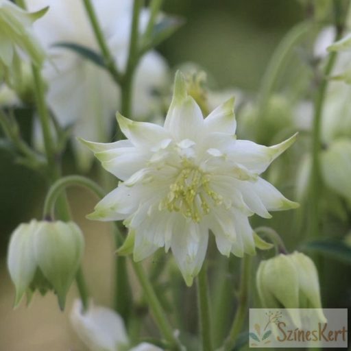 Aquilegia 'Green Apples' - harangláb