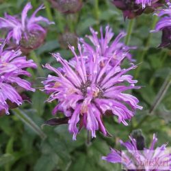 Monarda didyma ‘Blue Moon’ – méhbalzsam