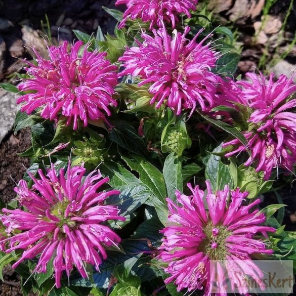 Monarda didyma ‘Balmy Pink’ - méhbalzsam