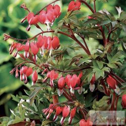   Dicentra spectabilis 'Valentine' - nagy szívvirág piros