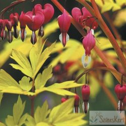   Dicentra spectabilis 'Yellow Leaf' - nagy szívvirág sárga levelű