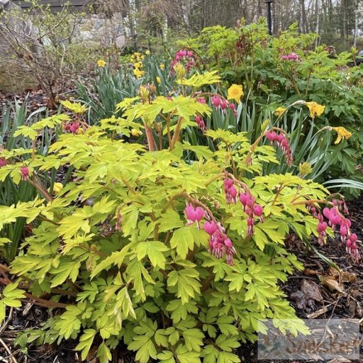 Dicentra spectabilis 'Yellow Leaf' - nagy szívvirág sárga levelű