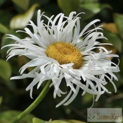 Leucanthemum 'Crazy Daisy' - margaréta