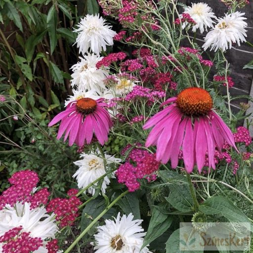 Leucanthemum 'Crazy Daisy' - margaréta