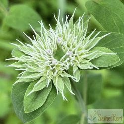 Pycnanthemum flexuosum  - amerikai hegyimenta