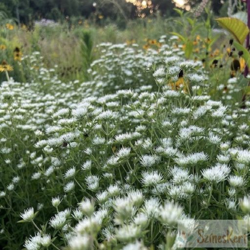 Pycnanthemum flexuosum  - amerikai hegyimenta