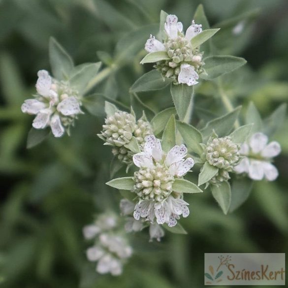 Pycnanthemum pilosum 'Bees' Friend' - gyapjas hegyimenta