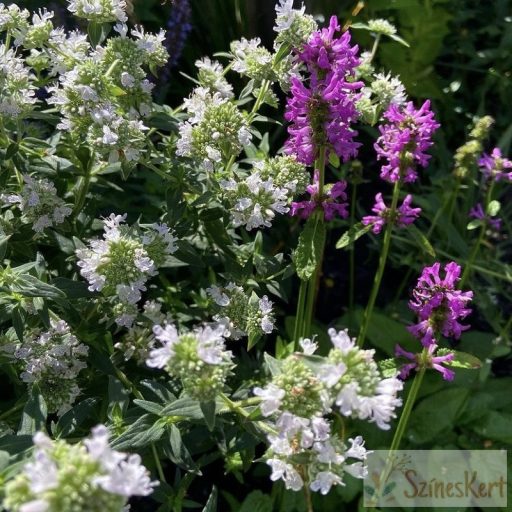Pycnanthemum pilosum 'Bees' Friend' - gyapjas hegyimenta