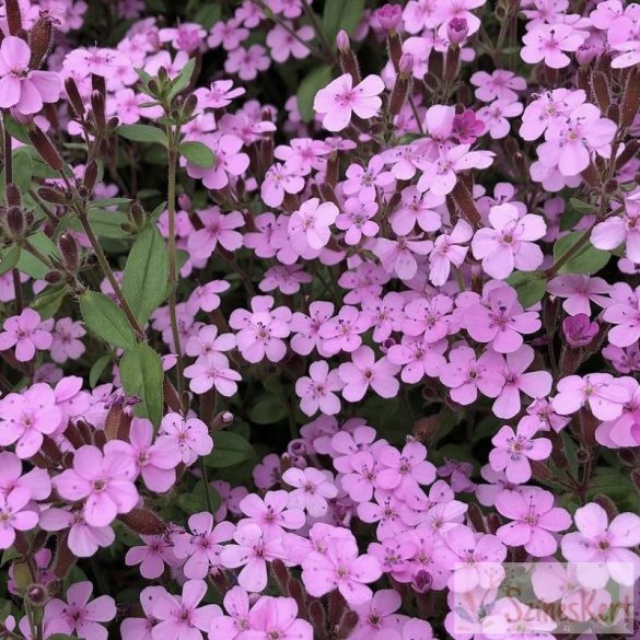 Saponaria ocymoides - gyepes szappanfű