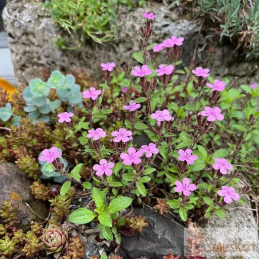 Saponaria ocymoides - gyepes szappanfű