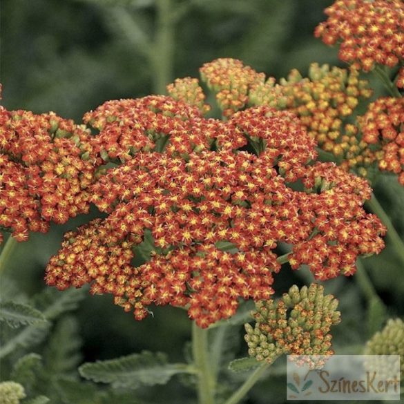 Achillea 'Sassy Summer Sunset' - cickafark