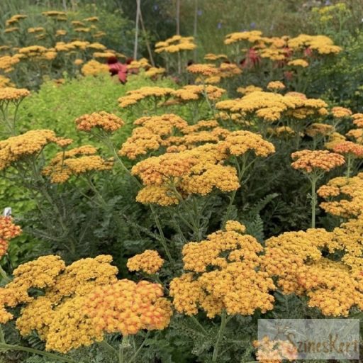 Achillea 'Sassy Summer Sunset' - cickafark
