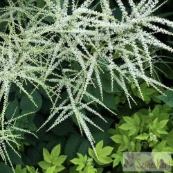 Aruncus dioicus - erdei tündérfürt