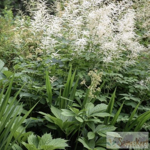 Aruncus dioicus - erdei tündérfürt