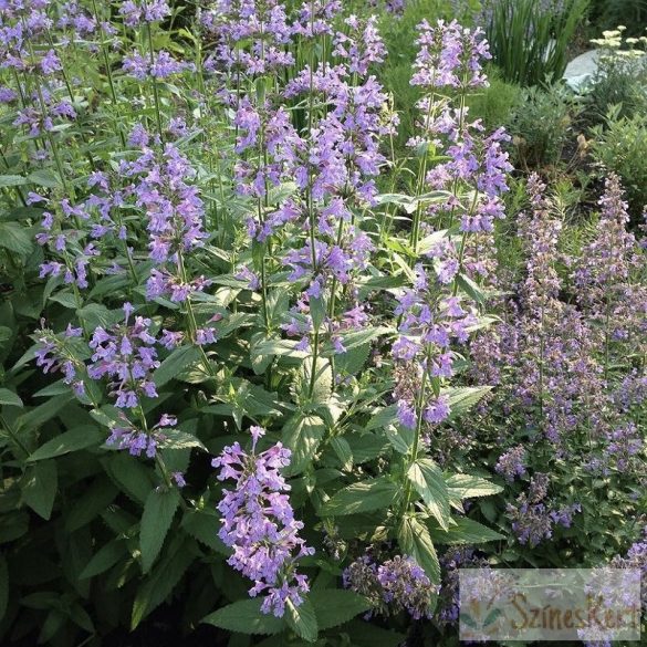 Nepeta fassenii ‘Walker’s Low’ – kerti macskamenta