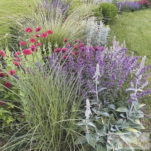 Nepeta fassenii ‘Walker’s Low’ – kerti macskamenta